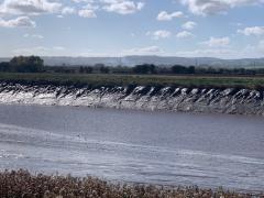 Bird life on the River Parrett